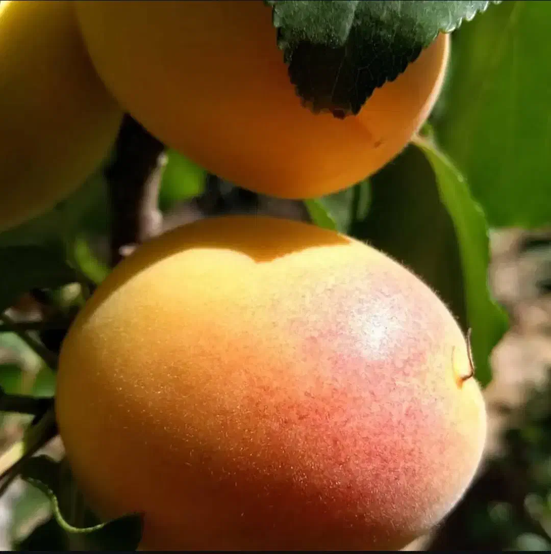 فروش باغ|فروش خانه و ویلا|چادگان, |دیوار