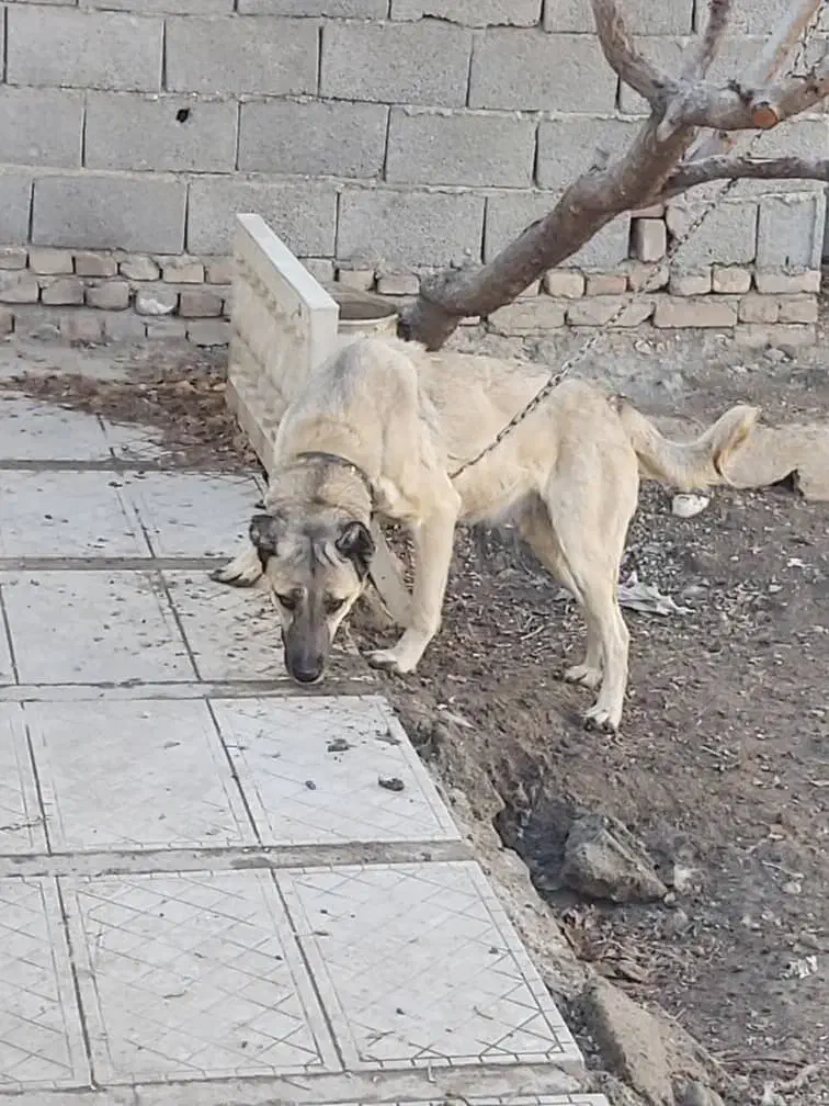 سگ ماده سرابی|سگ|رباط‌کریم, شهرک صنعتی زواره‌ای|دیوار