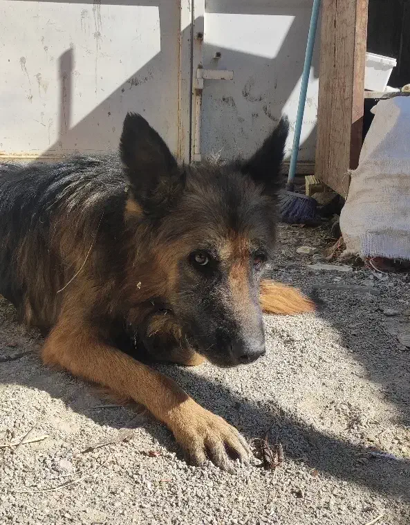 سگ ژرمن شپرد|سگ|بابا حیدر, |دیوار