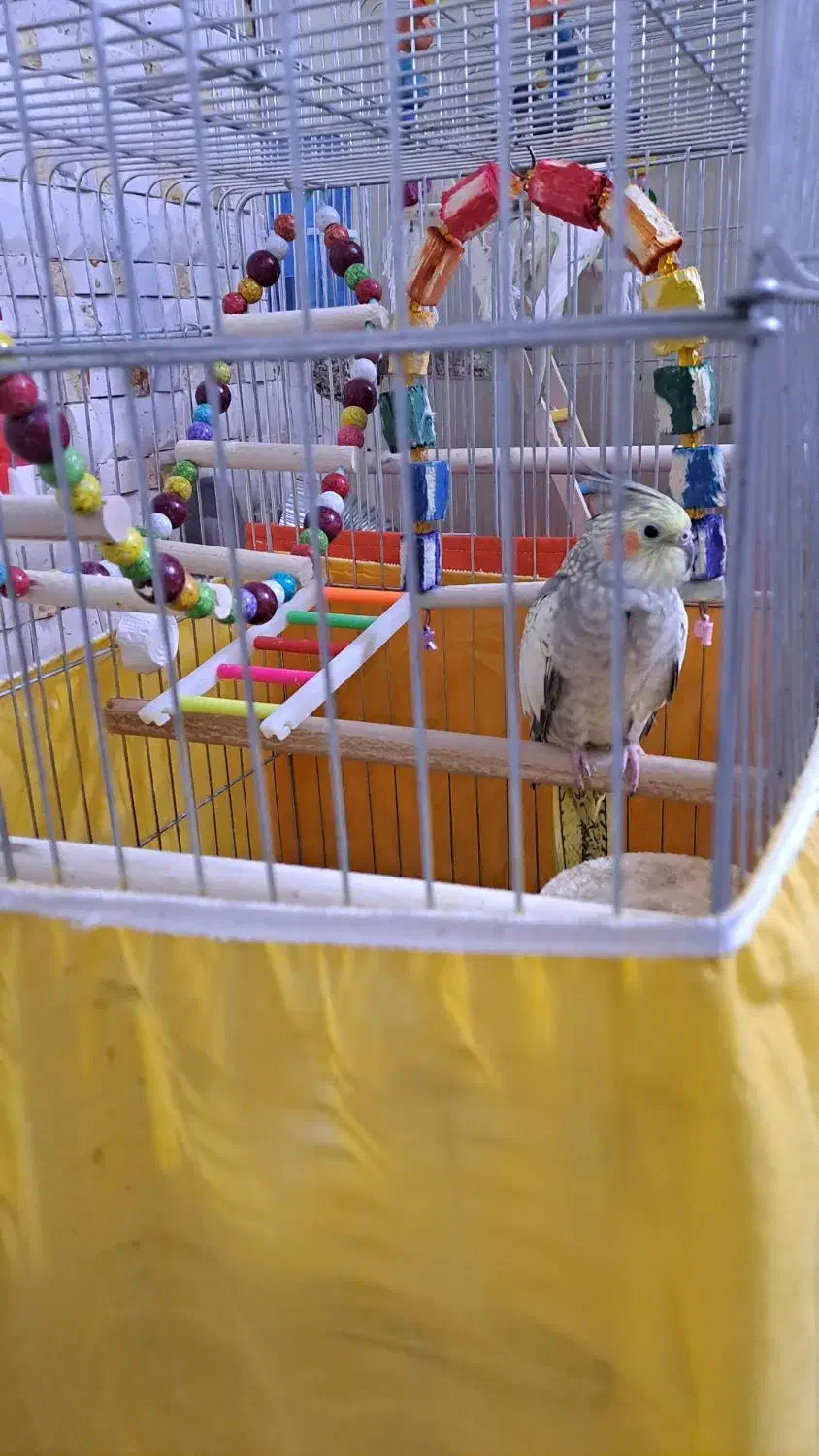 عروس هلندی ماده دستی|پرنده|تهران, شهرک ولیعصر جنوبی|دیوار