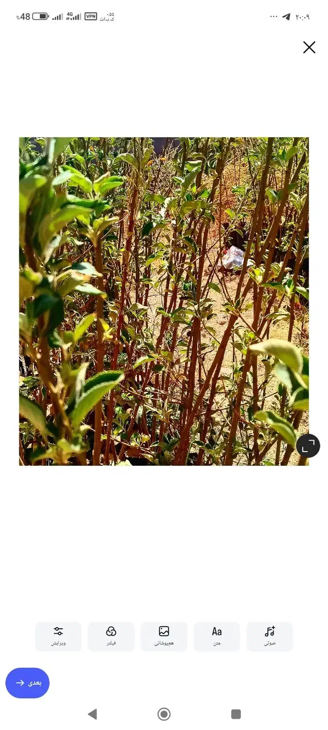 فروش نهال های گلدانی در هماشهر سپیدان|خدمات باغبانی و درختکاری|شیراز, گویم|دیوار