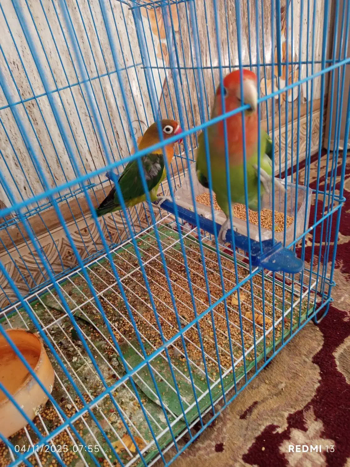 کوتوله برزیلی|پرنده|خمک, |دیوار