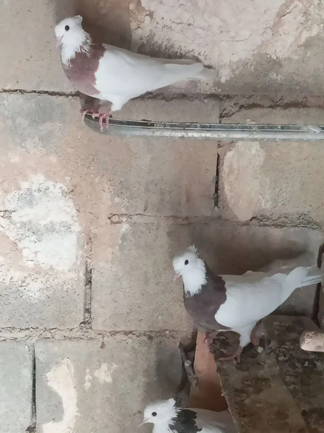 چند عدد کبوتر طوقی خوب برای فروش|پرنده|موگوئی, |دیوار