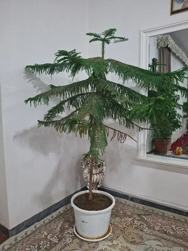 گل کاج بلژیکی|گل و گیاه طبیعی|میانه, |دیوار