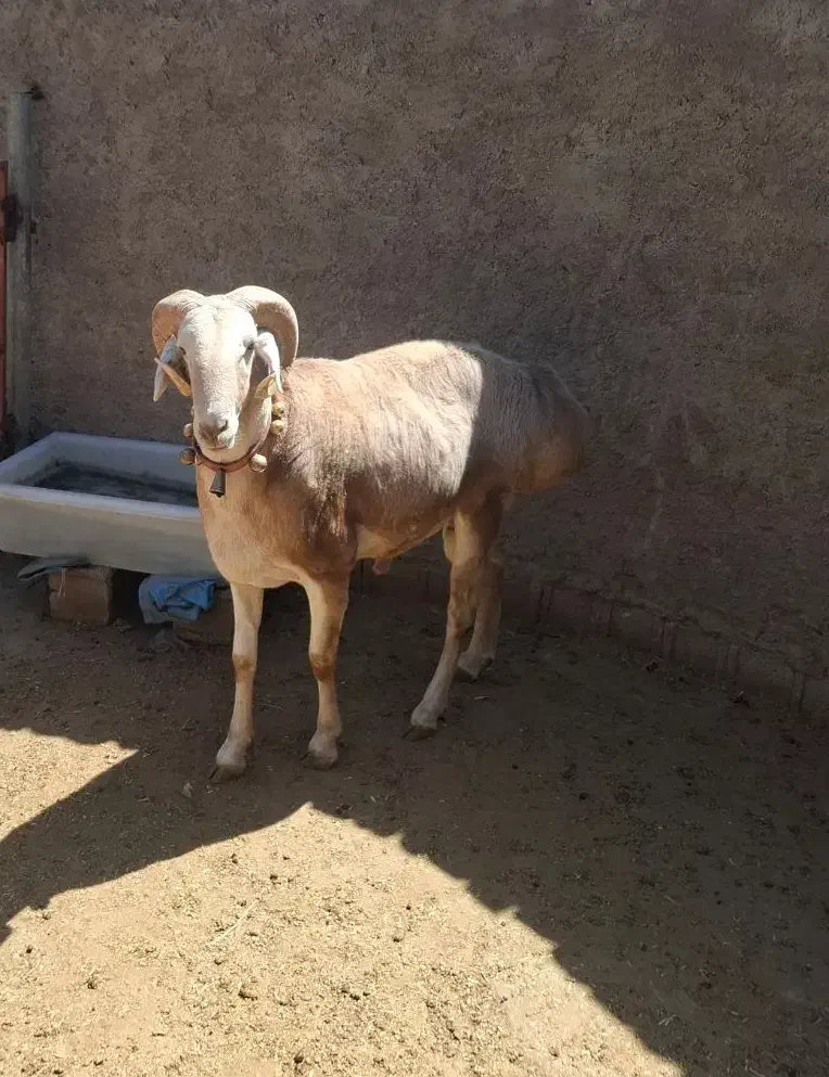 قوچ چینی|حیوانات مزرعه|درودزن, |دیوار