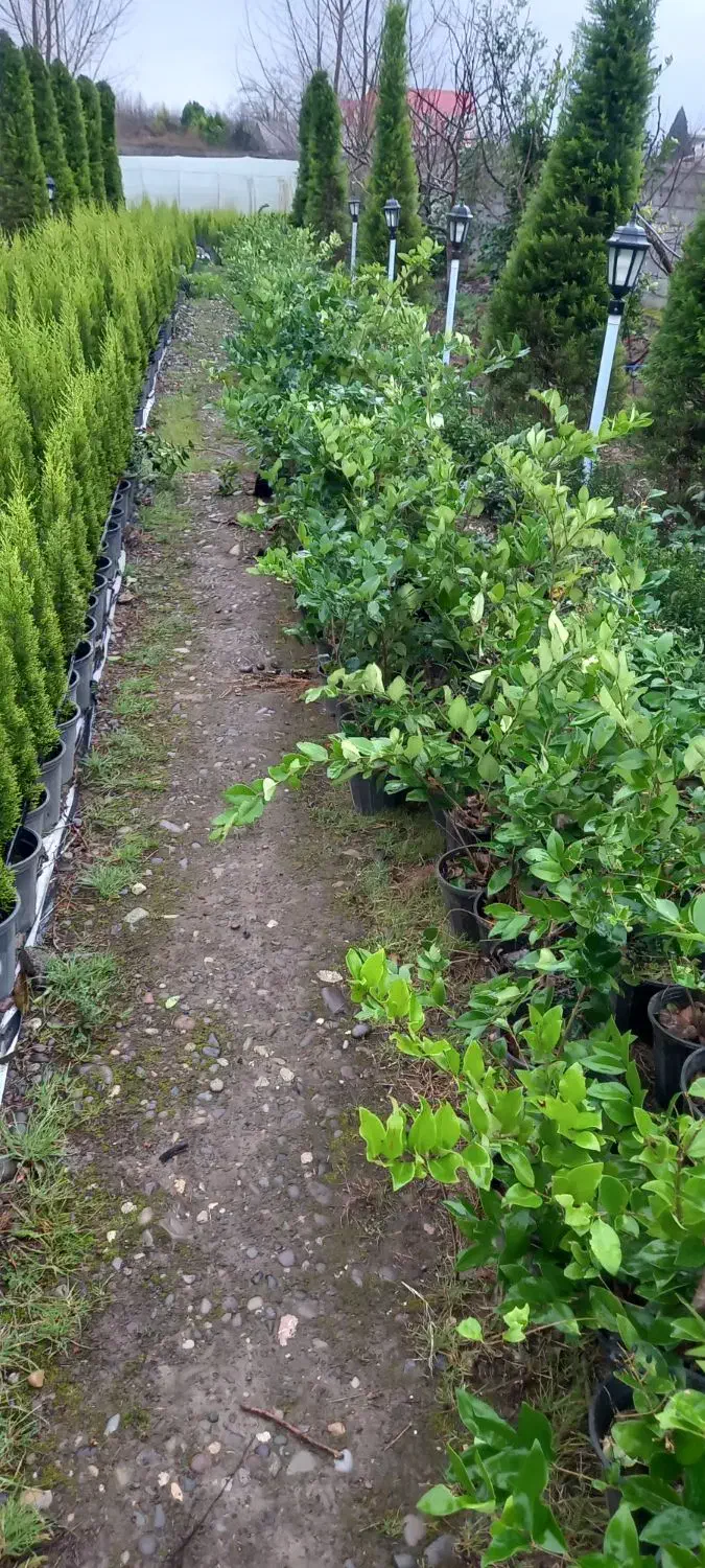 یاس هلندی|گل و گیاه طبیعی|شهریار, کهنز|دیوار