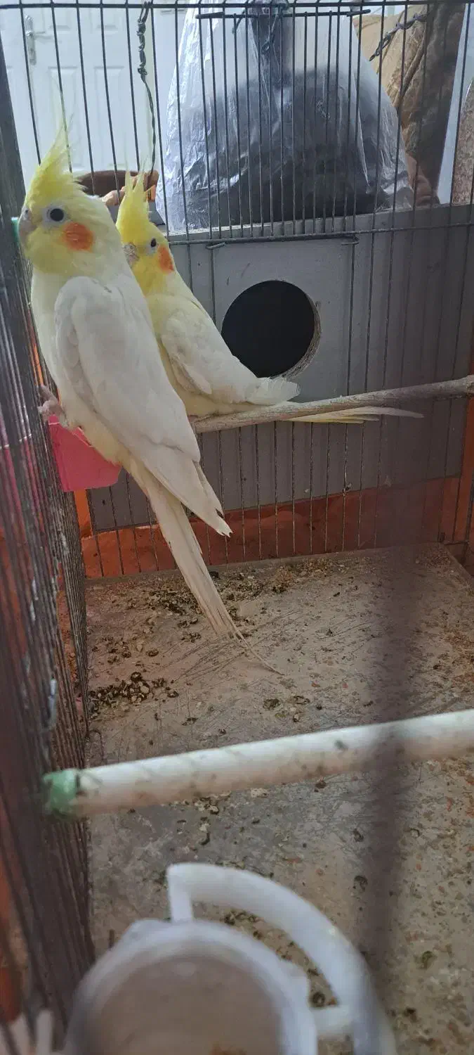 جفت عروس لوتینو|پرنده|باسمنج, |دیوار