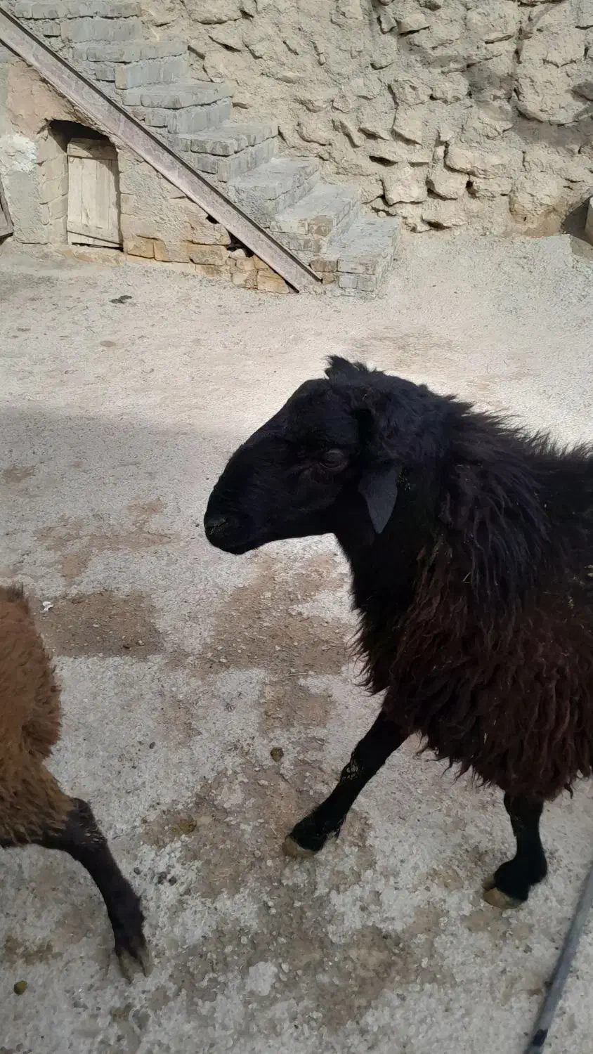 قوچدوسالهجنسدارپرشی|حیوانات مزرعه|پیشخور, |دیوار