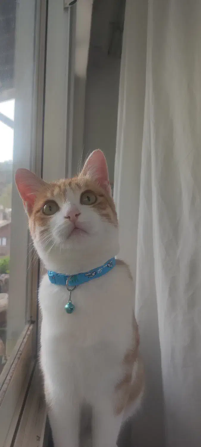 واگذاری گربه dsh|گربه|تالش, هشتپر|دیوار