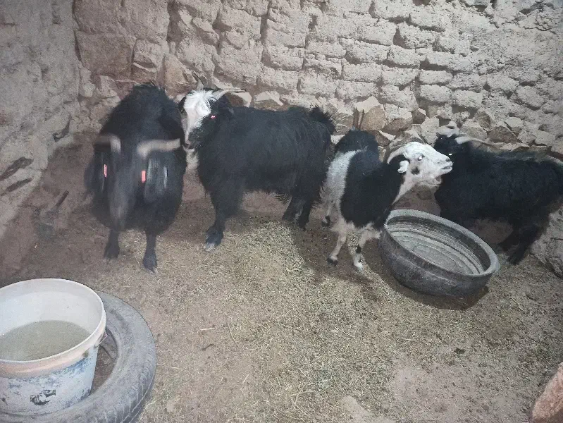 گوسفند بز|حیوانات مزرعه|درح, |دیوار