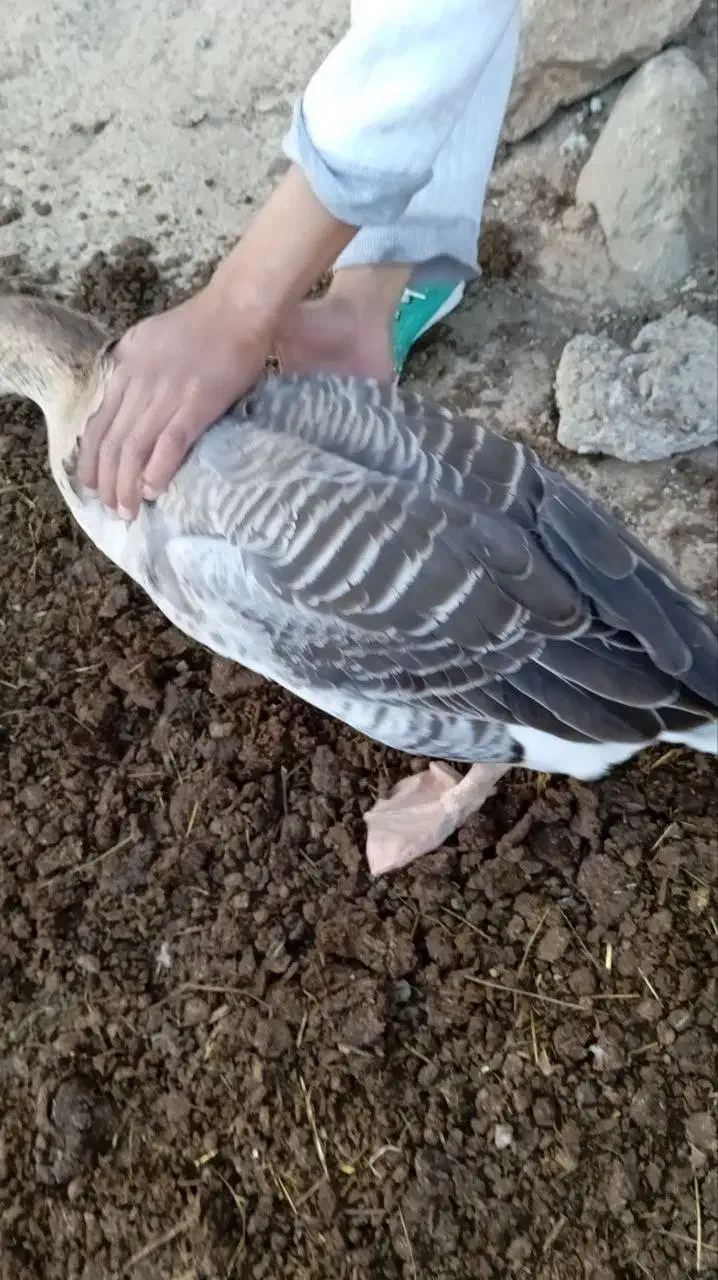 قو غاز نر|حیوانات مزرعه|اردبیل, |دیوار