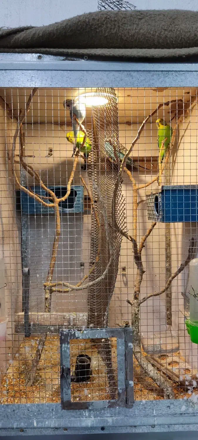 مرغ عشق و فنچ با قفس یکجا|پرنده|قزوین, |دیوار