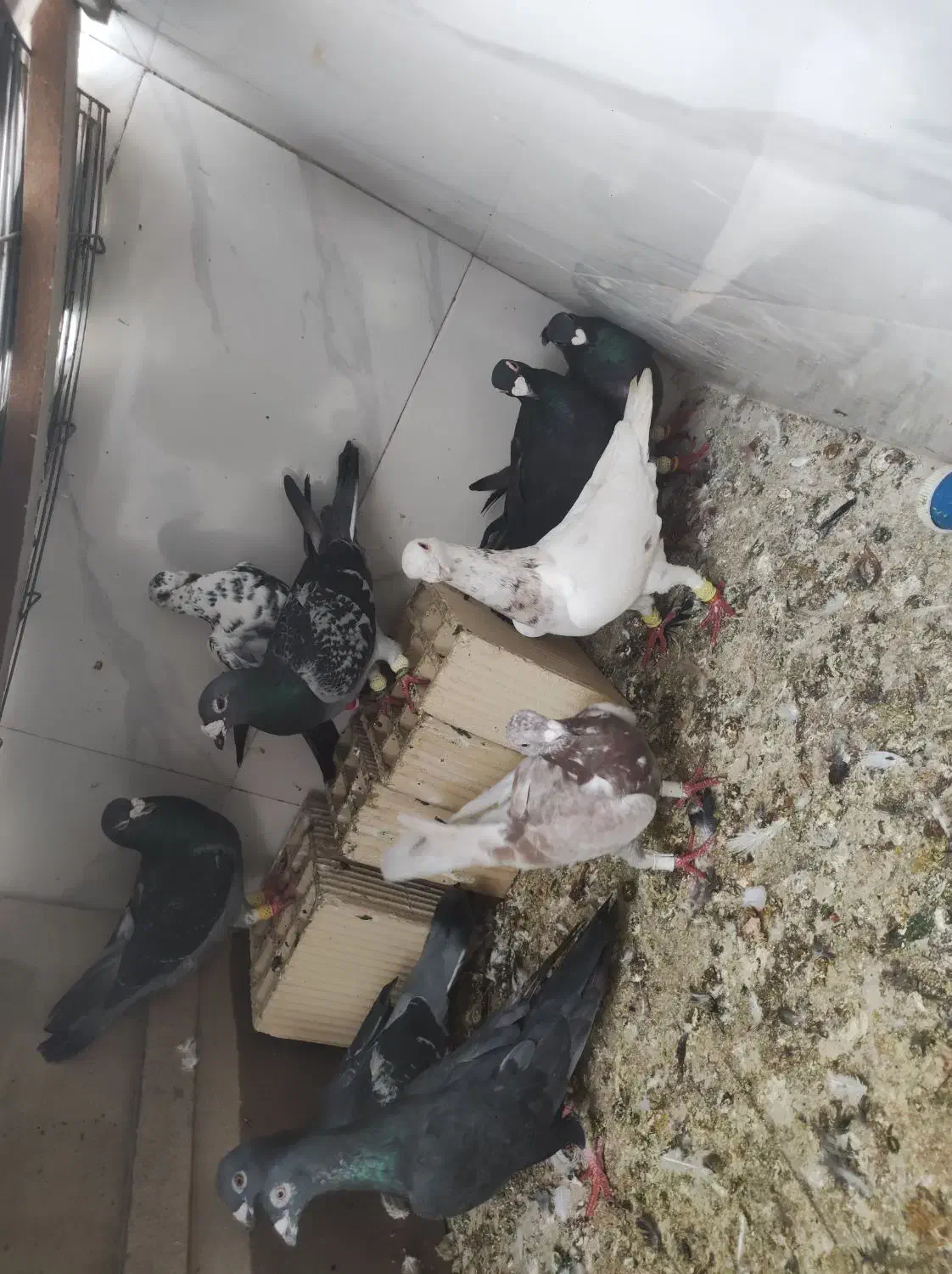 کفتر|پرنده|شیراز, شهدای شهرک سعدی|دیوار