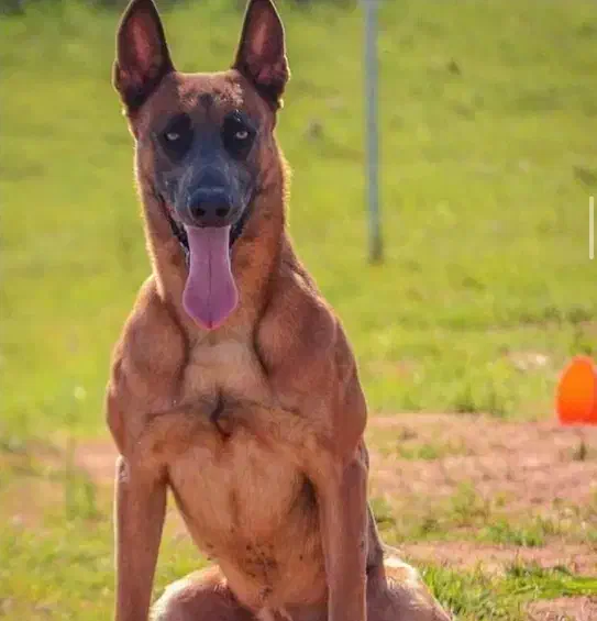 واگذاری سگ نگهبان قبول میکنم|سگ|شاهینشهر, شهرک امید|دیوار