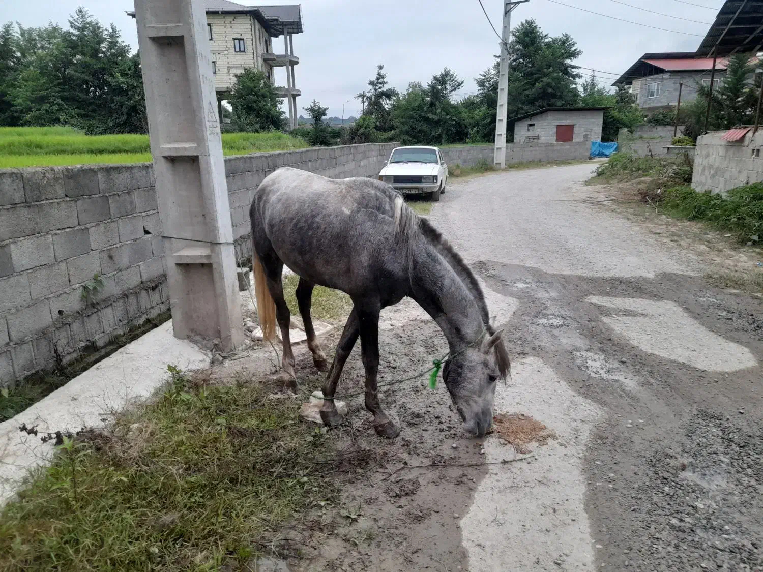 اسب جوان خوش رنگ قدبلند|اسب و تجهیزات اسبسواری|تنکابن, |دیوار