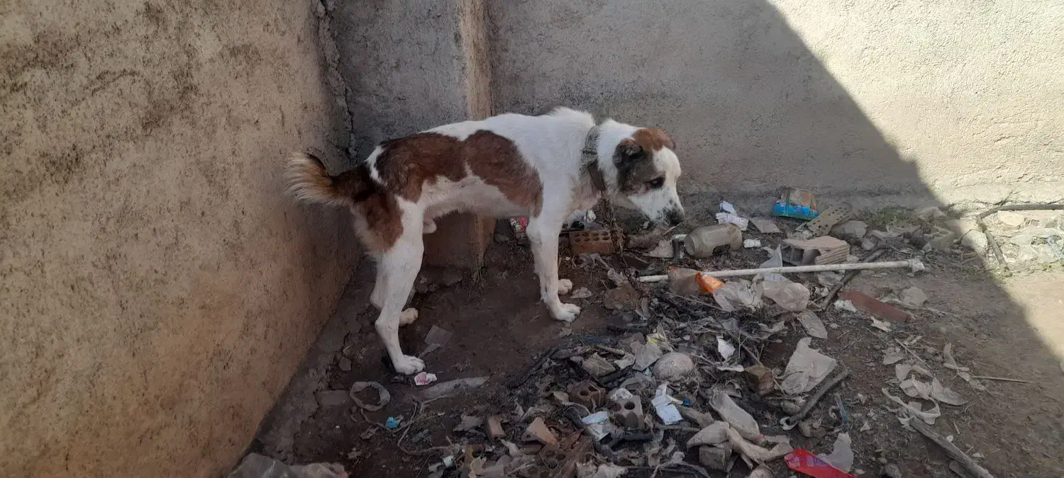 به خاطر  جابه  جایی  توله هشت ماهبه|سگ|گرگان, |دیوار