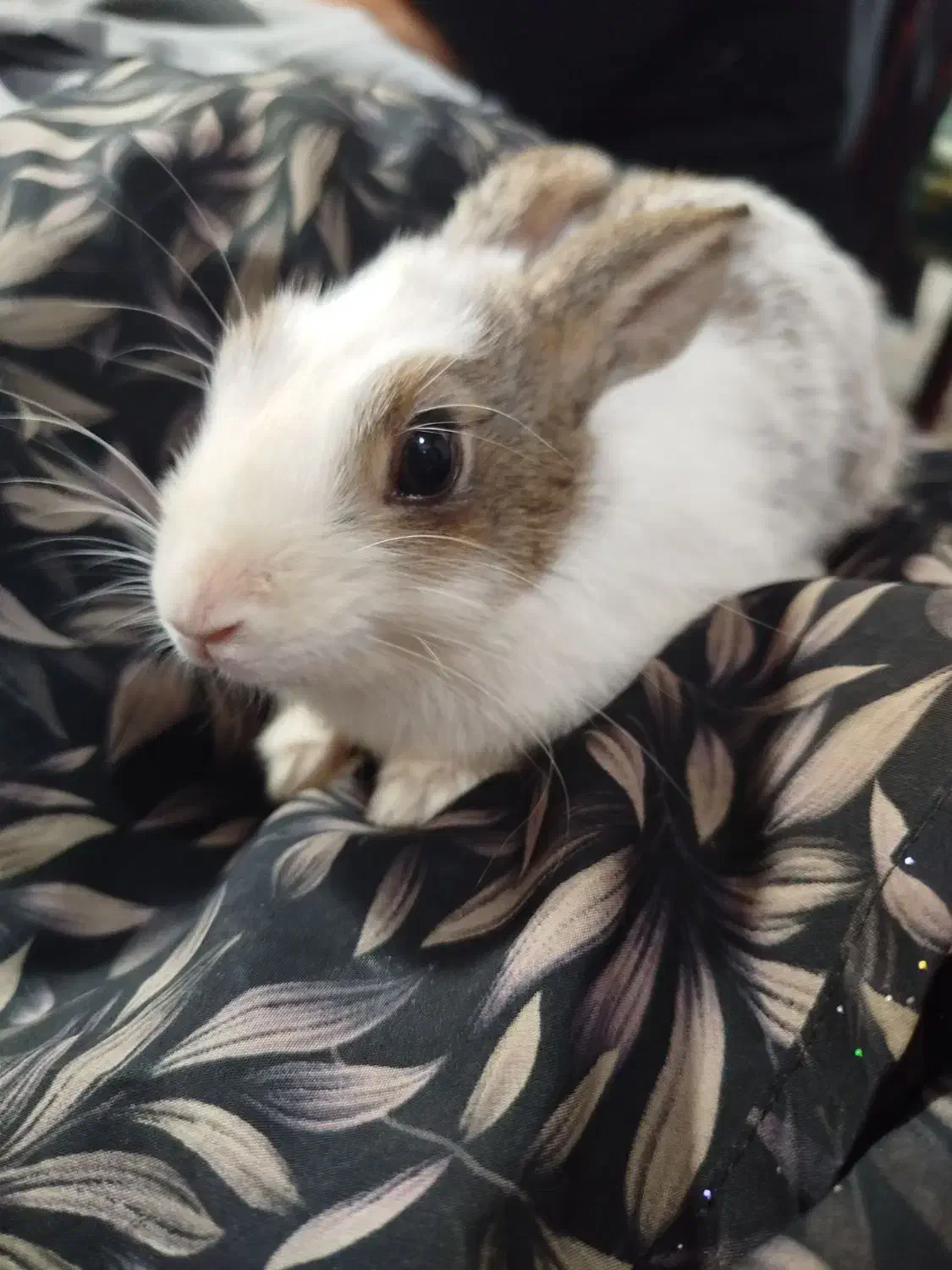 خرگوش خونگی|موش و خرگوش|سبزوار, سجاد|دیوار