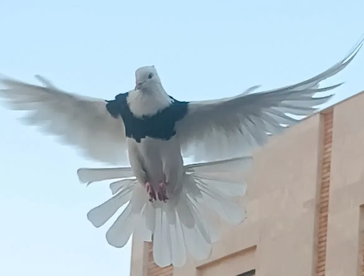 کبوتر های نقش و رنگ عالی|پرنده|تهران, وحیدیه|دیوار