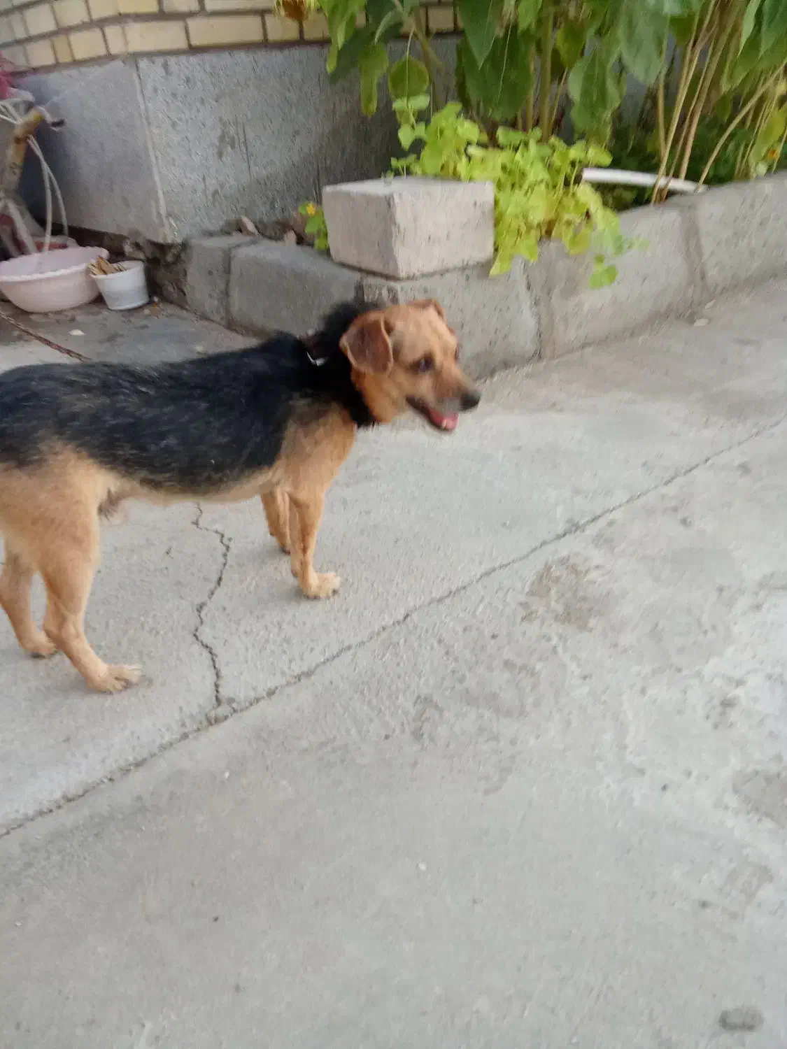 سگ پاکوتاه|سگ|سمنان, |دیوار