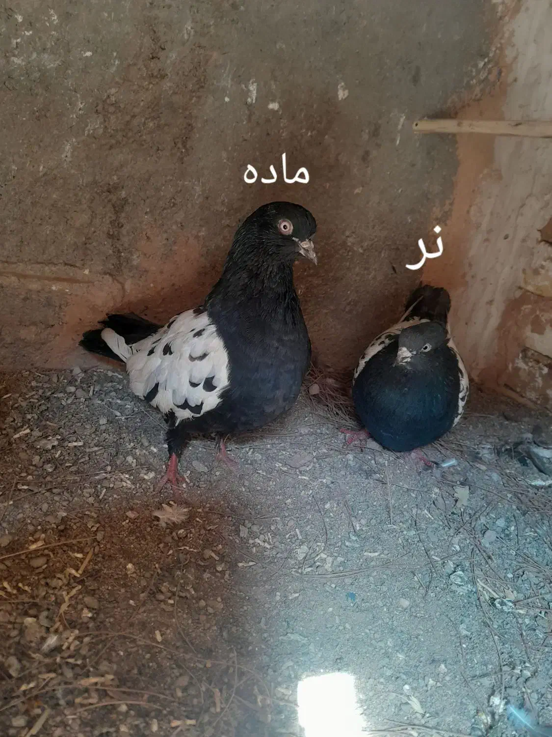 یک جفت کبوتر|پرنده|تربت جام, میان جام|دیوار