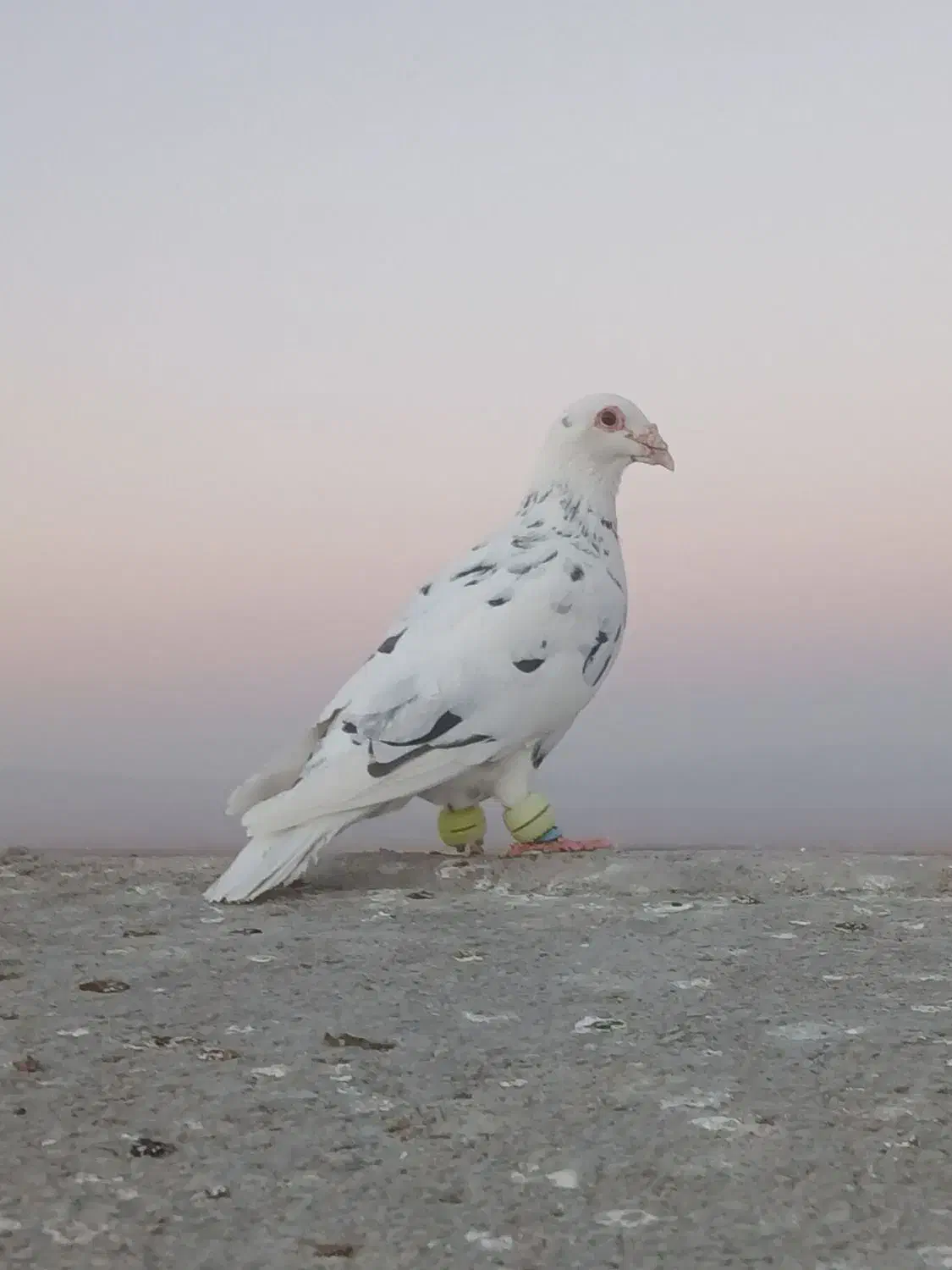 کبوتر|پرنده|تربت جام, جامی|دیوار