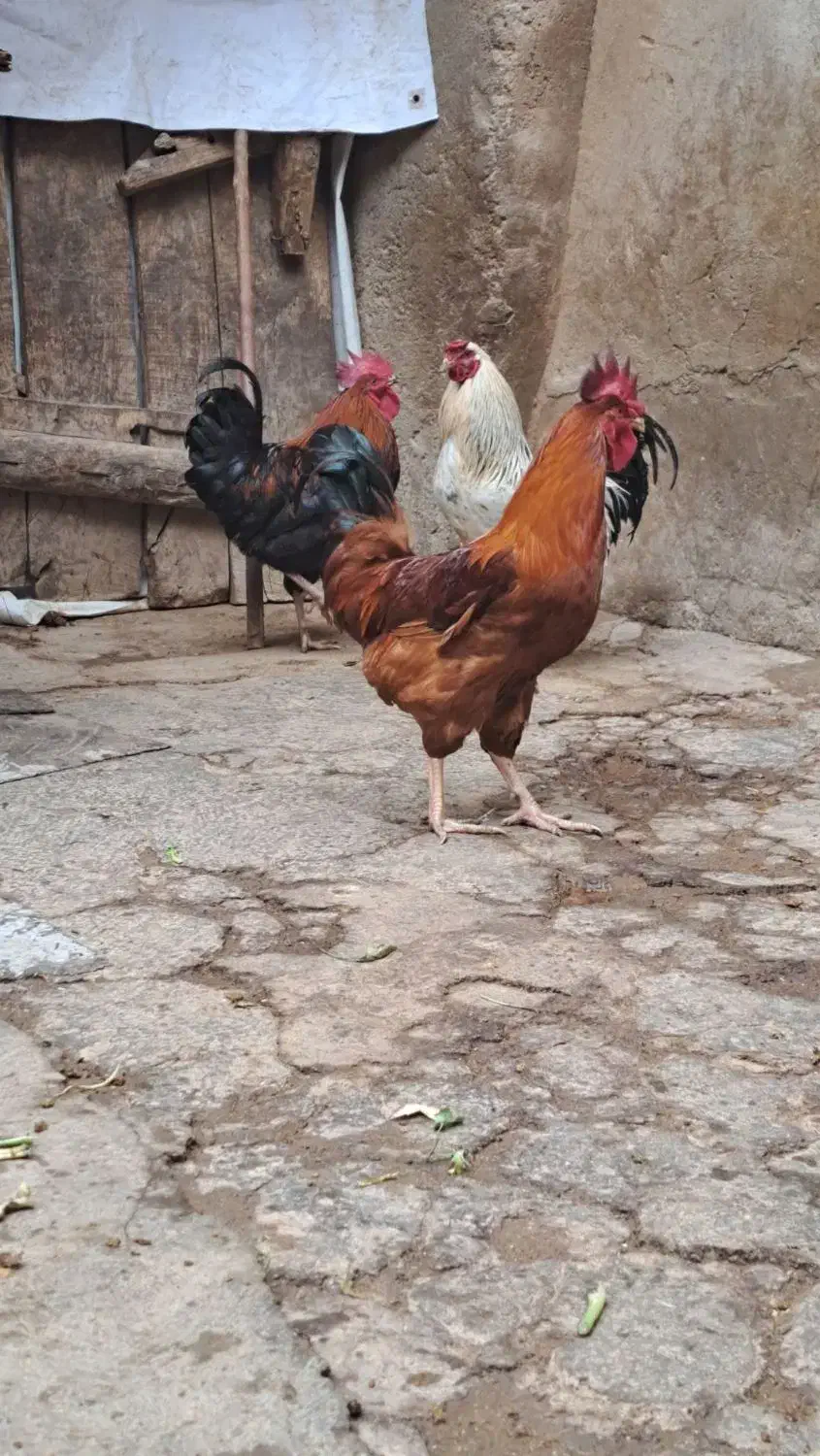 خروس|حیوانات مزرعه|تاکستان, |دیوار