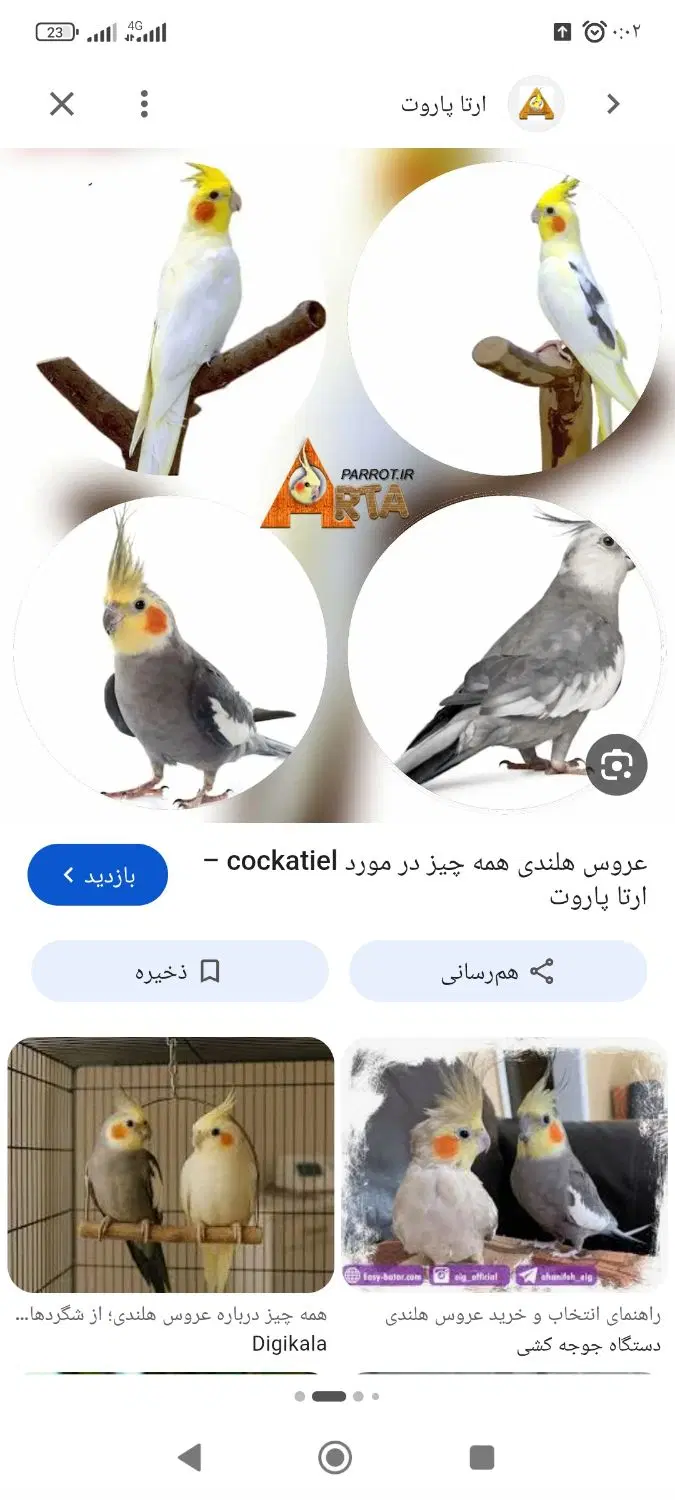 عروس هلندی پیدا شده|حیوانات|تهران, مقدم|دیوار