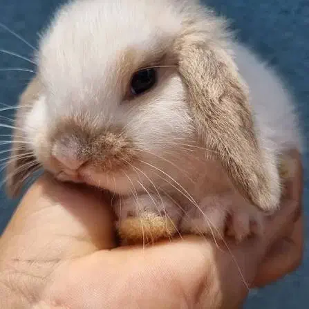 کلینیک تخصصی خرگوش مینی لوپ مینیاتوری اخذشناسنامه|موش و خرگوش|کرمان, |دیوار