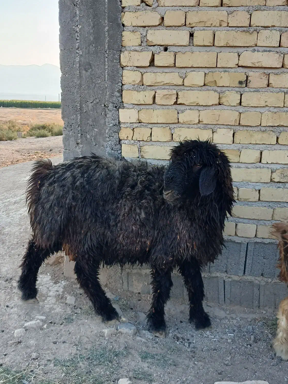 بره قوچ|حیوانات مزرعه|کوار, |دیوار