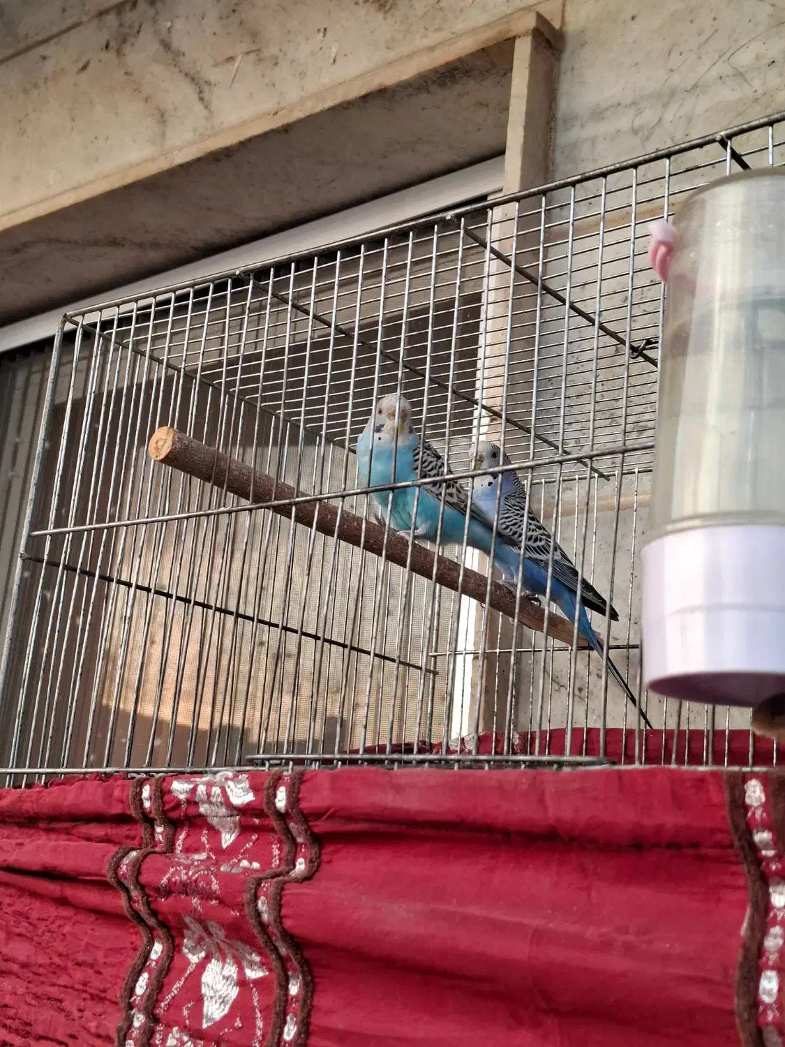 مرغ عشق|پرنده|تهران, جنت‌آباد جنوبی|دیوار