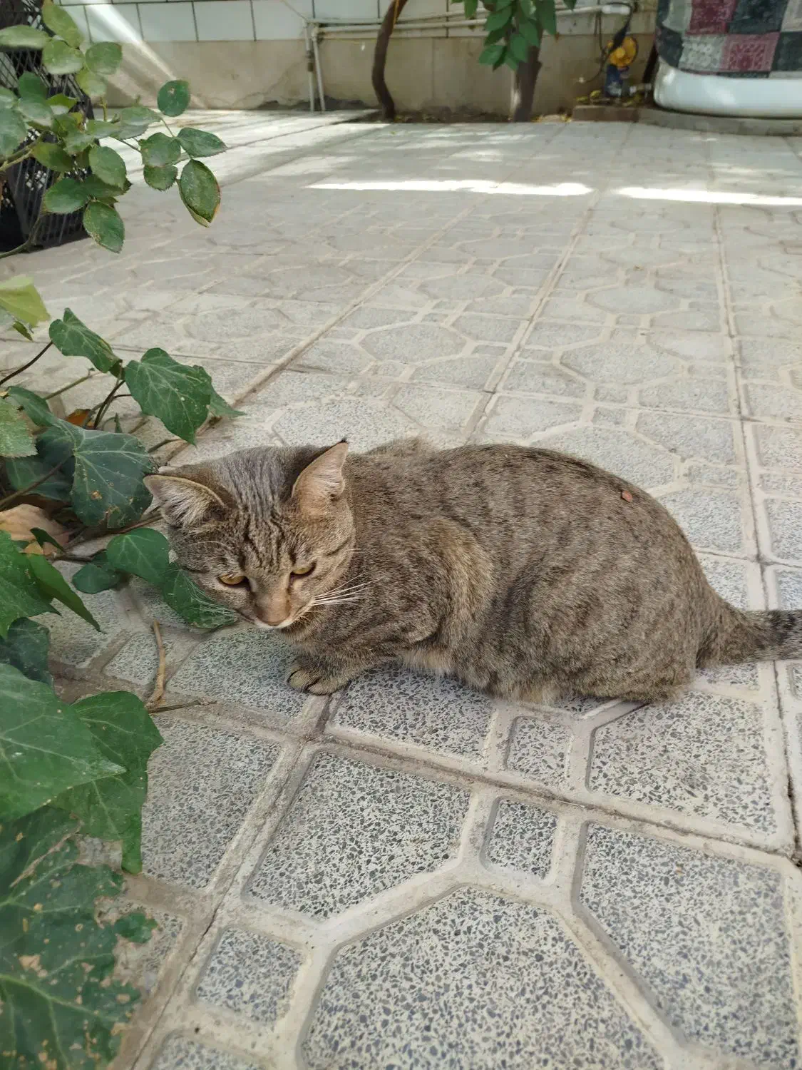 حیوان خانگی|گربه|ارسنجان, |دیوار