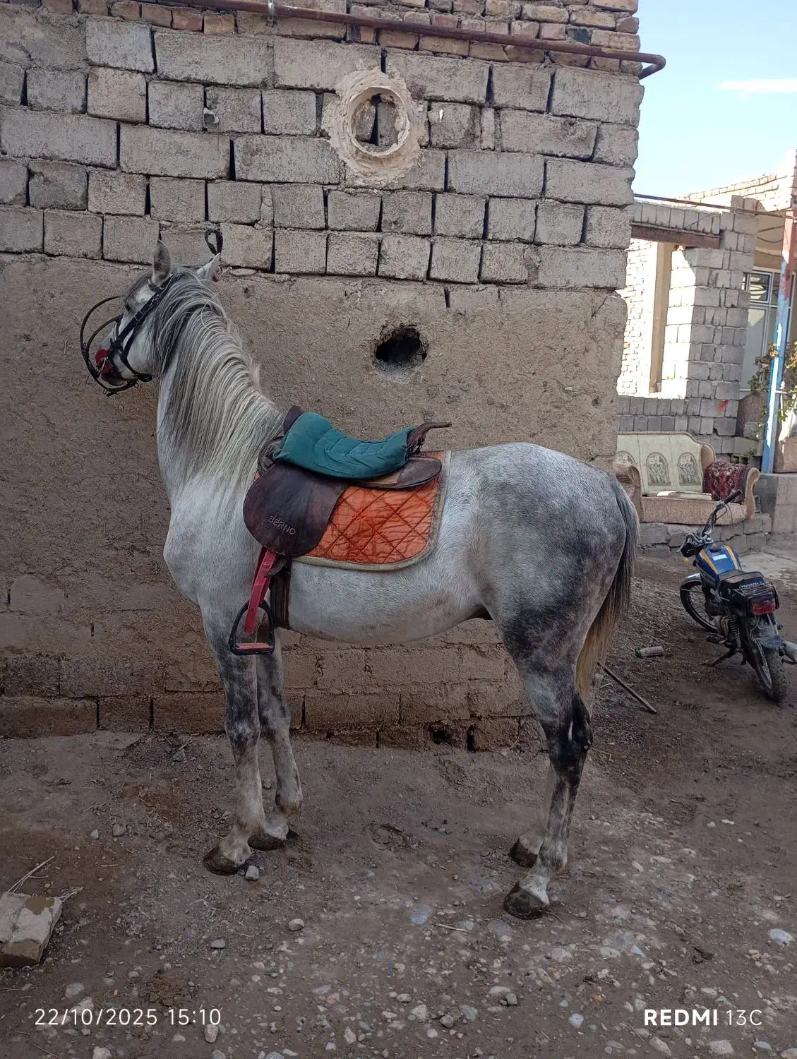 فروش|اسب و تجهیزات اسب‌سواری|پلدشت, |دیوار