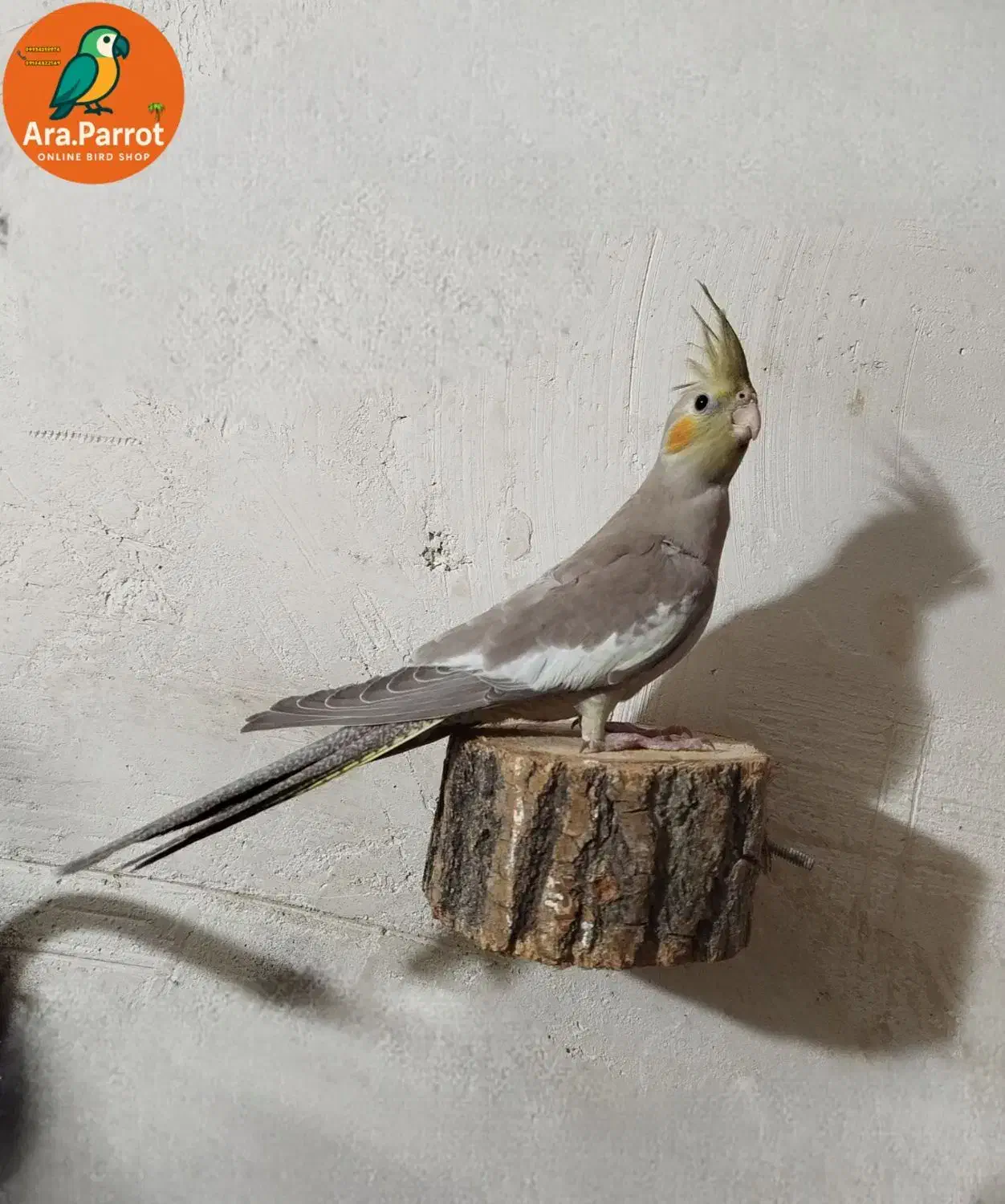 عروس هلندی رام|پرنده|بوکان, |دیوار