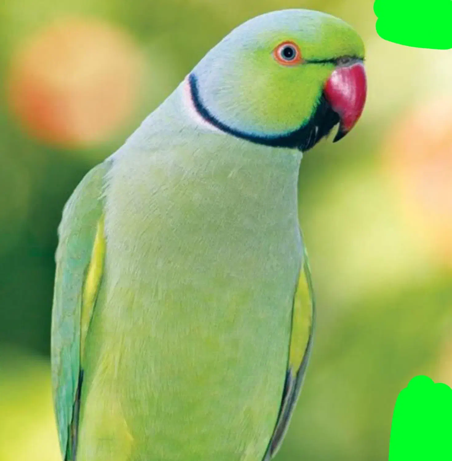 فروش و معاوضه با طوطی سانان هم قیمت|پیانو، کیبورد، آکاردئون|اردبیل, |دیوار