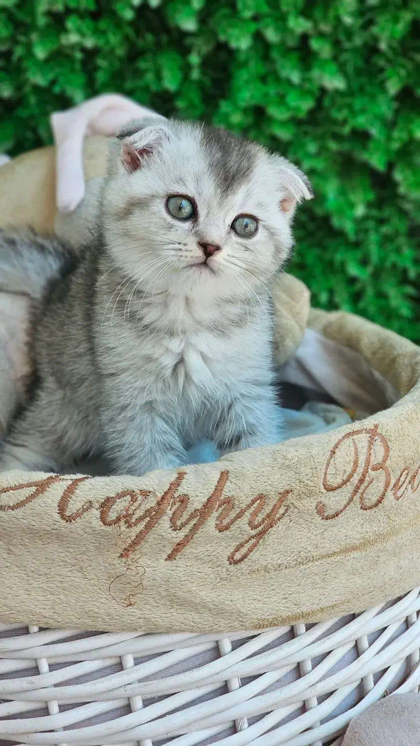 اسکاتیش چشم سبز|گربه|بوشهر, |دیوار