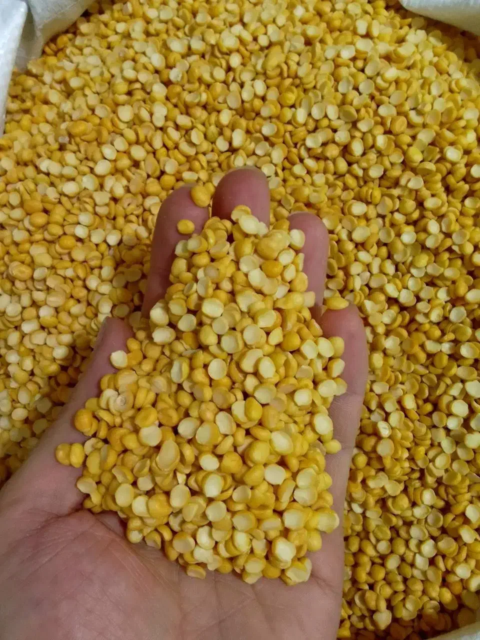 لپه اذرشهر. لوبیا قرمز|خوردنی و آشامیدنی|تهران, مشیریه|دیوار