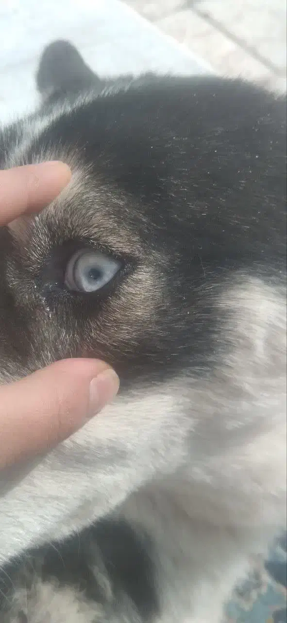 سگ هاسکی|سگ|برخوار, |دیوار