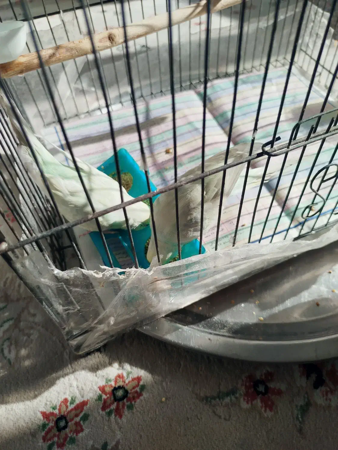 جفت مرغ عشق نیمه دستی|پرنده|ری, جوانمرد قصاب|دیوار