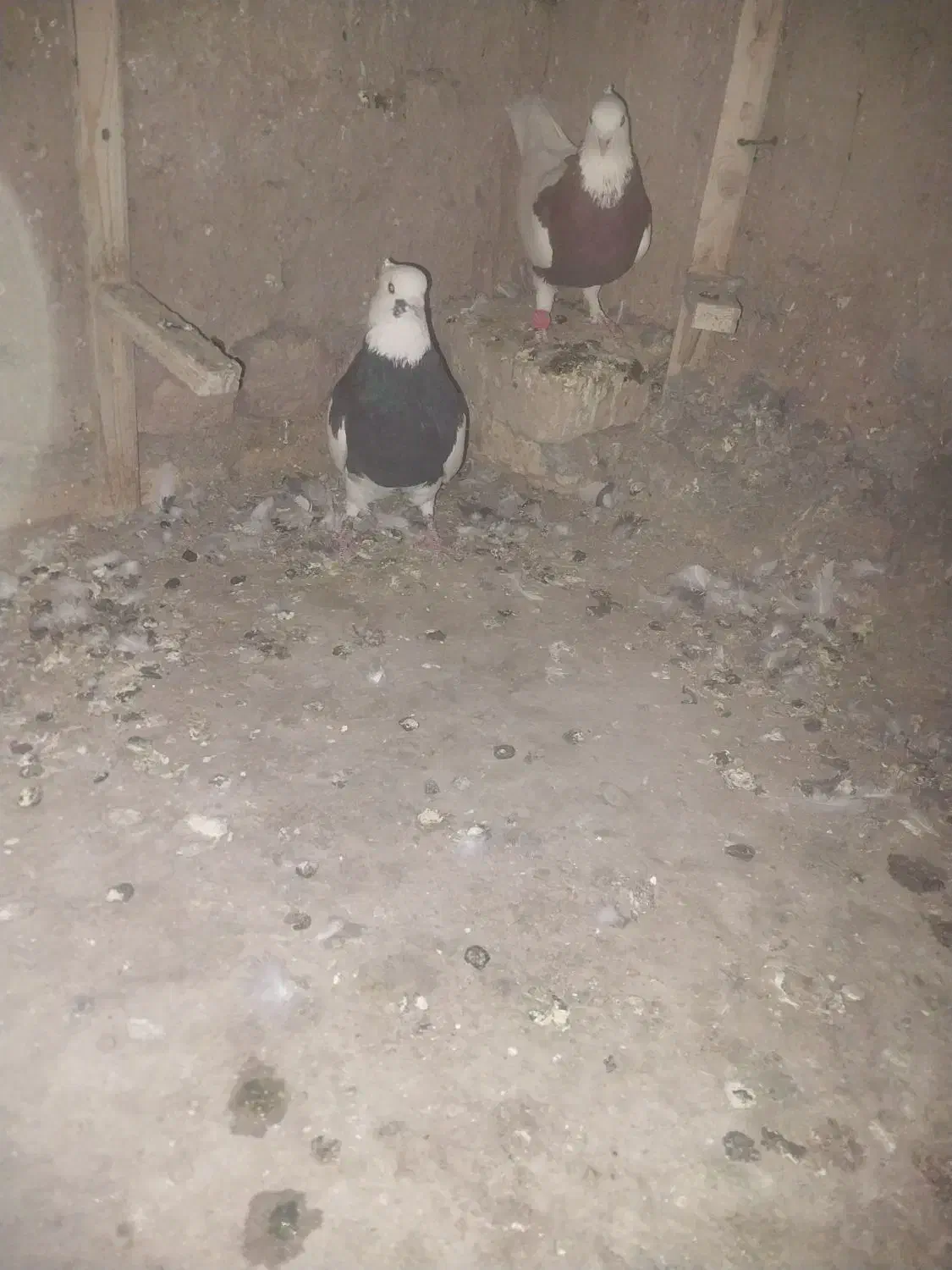 دو عدد گفتر زبیا|پرنده|قائن, |دیوار