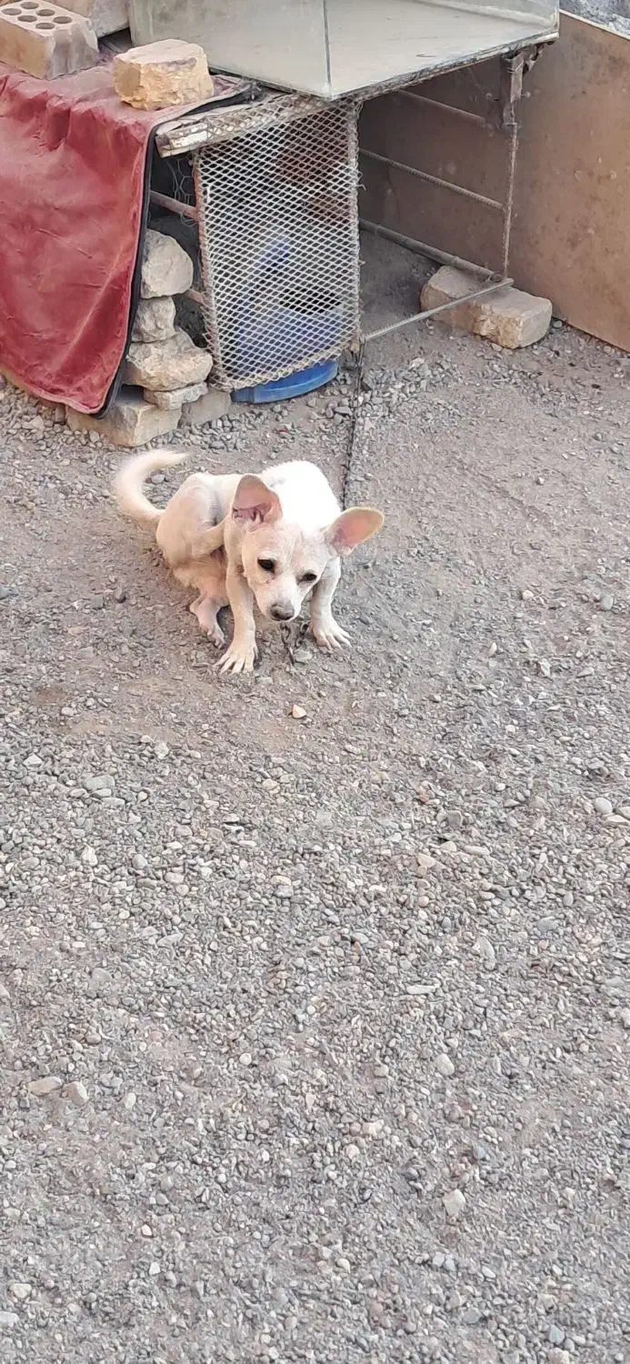 سگ پاکوتا|سگ|جیرفت, |دیوار