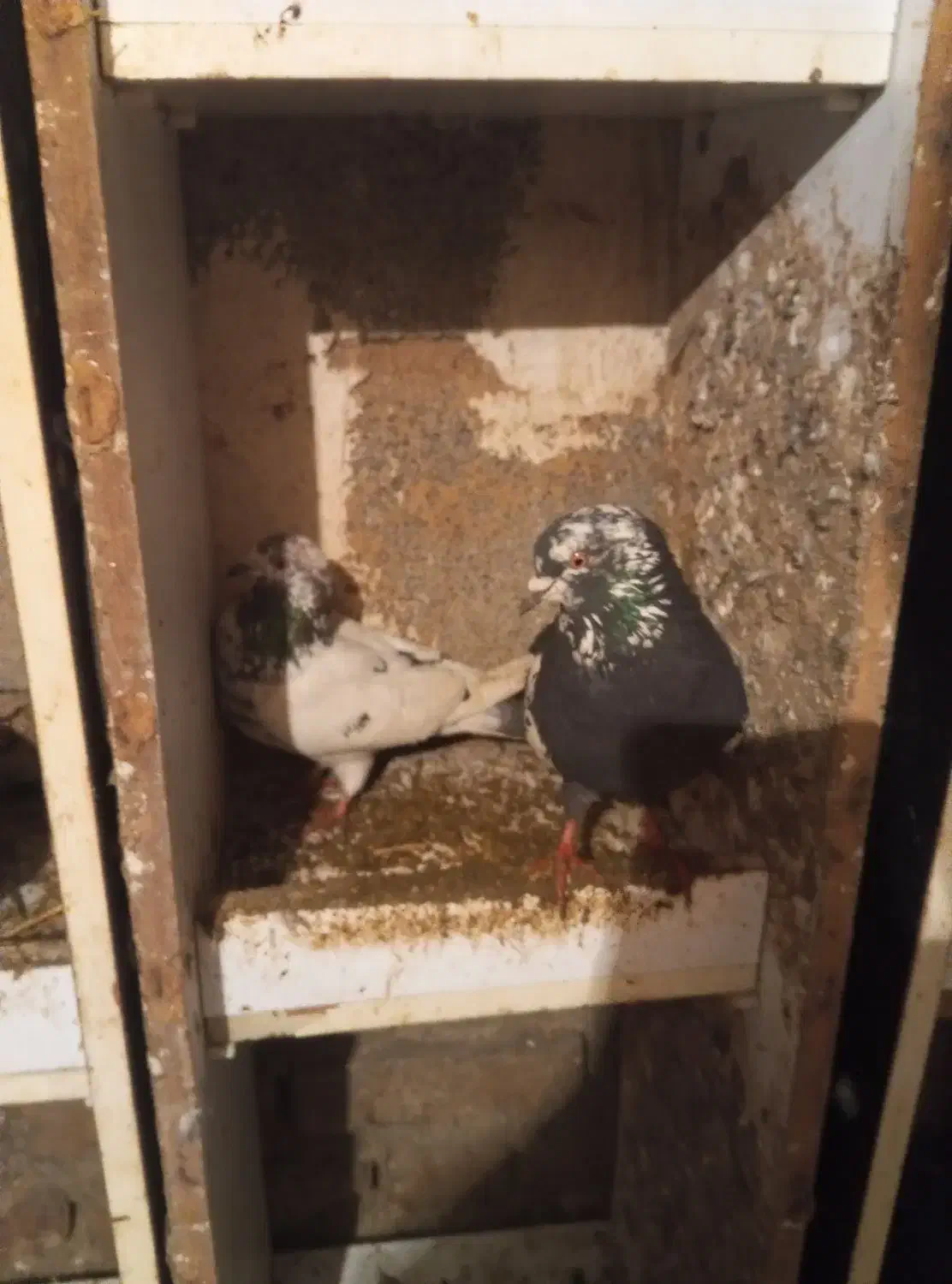 کبوتر نر|پرنده|سیلوانه, |دیوار