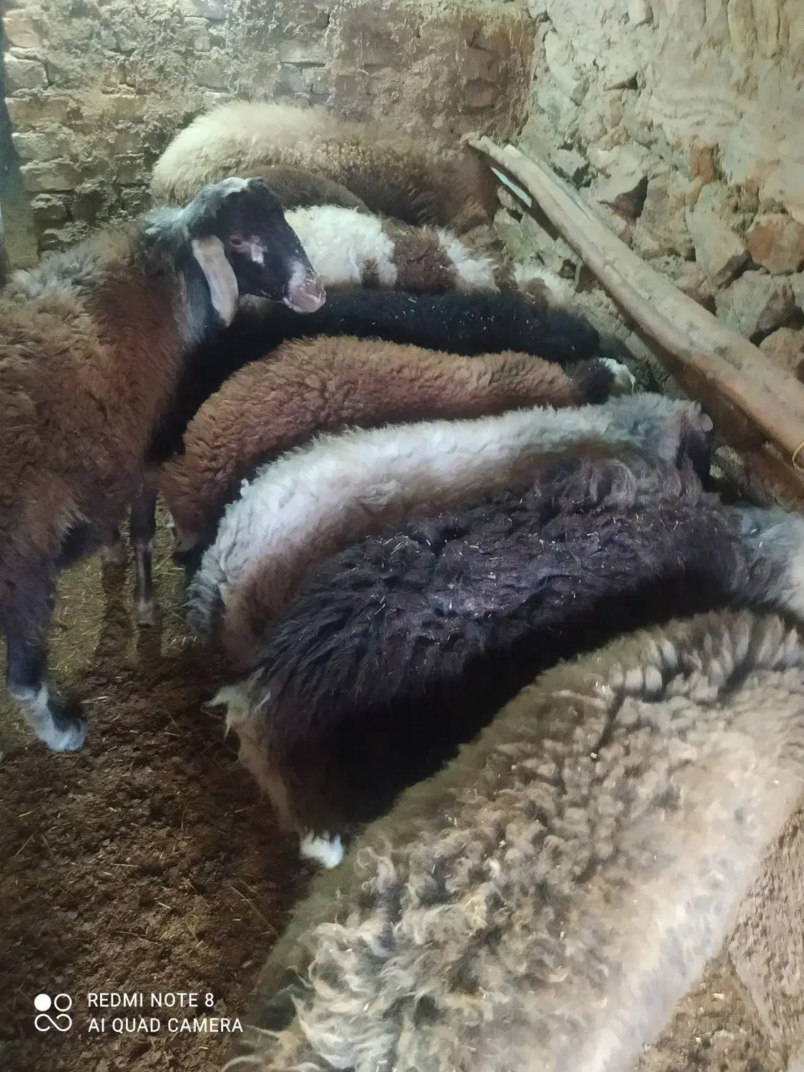 بره|حیوانات مزرعه|زنده رود, |دیوار