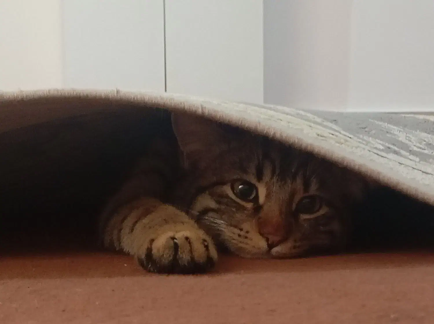 واگذاری گربه قشنگم|گربه|شیروان (خراسان), |دیوار