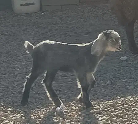 بزاره|حیوانات مزرعه|روانسر, |دیوار