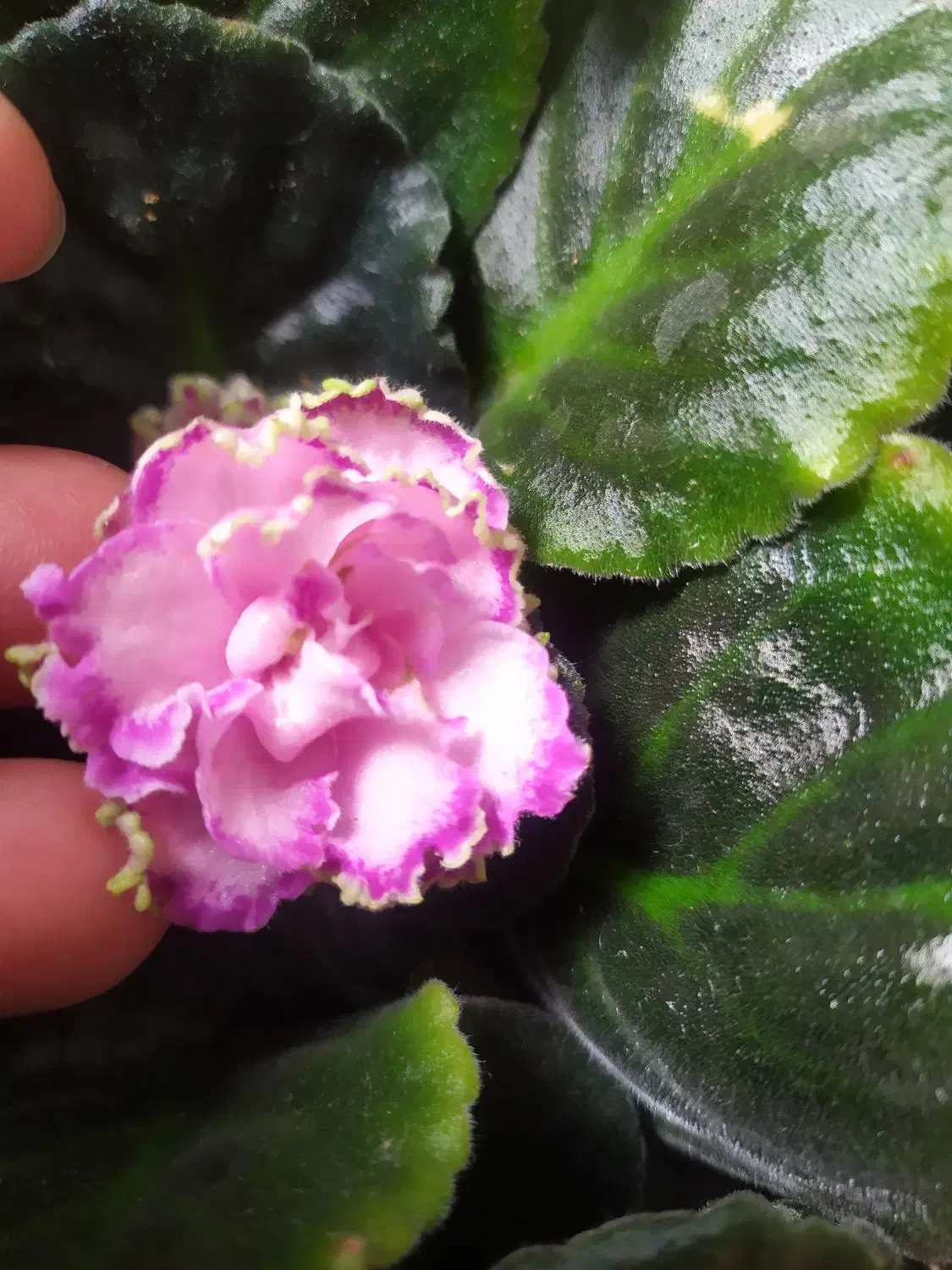 بنفشه آفریقایی|گل و گیاه طبیعی|سیاهکل, |دیوار