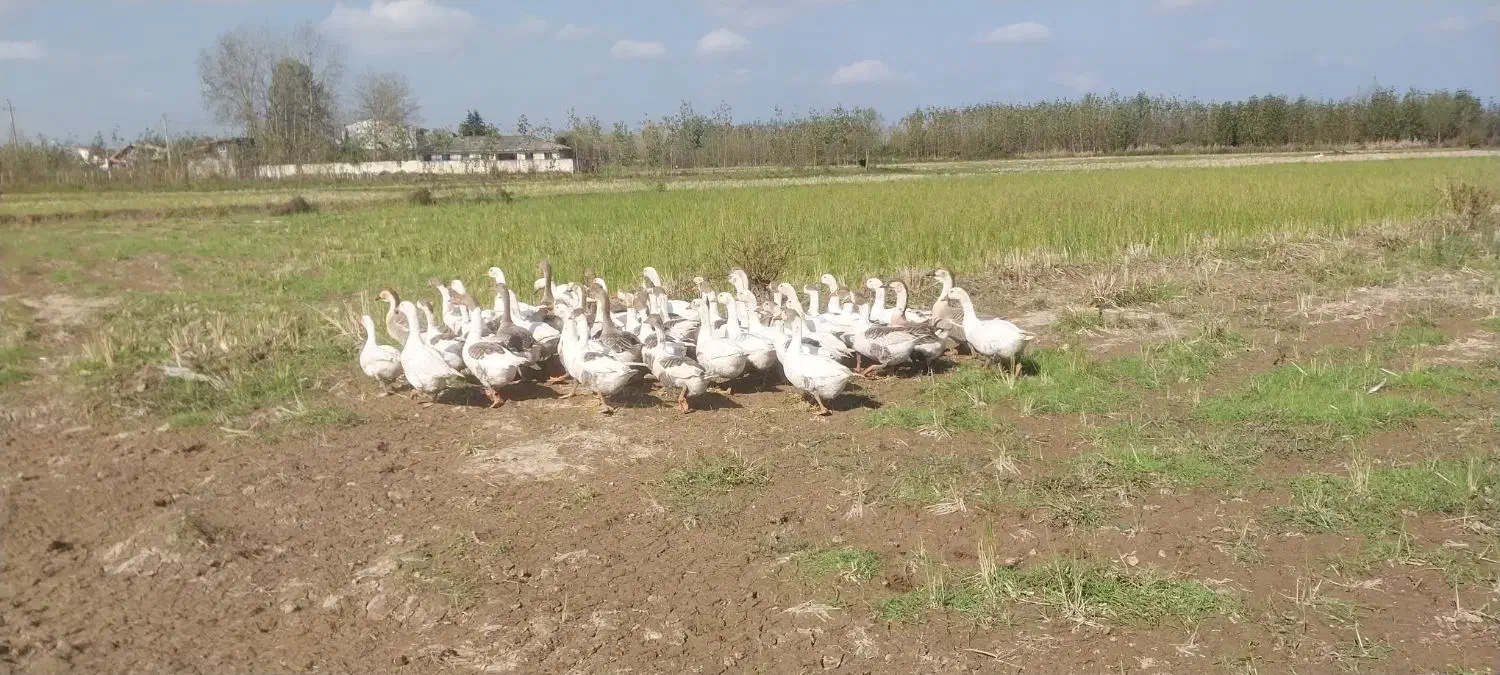 تعدای غاز محلی به فروش میرسد|حیوانات مزرعه|آستانه اشرفیه, |دیوار