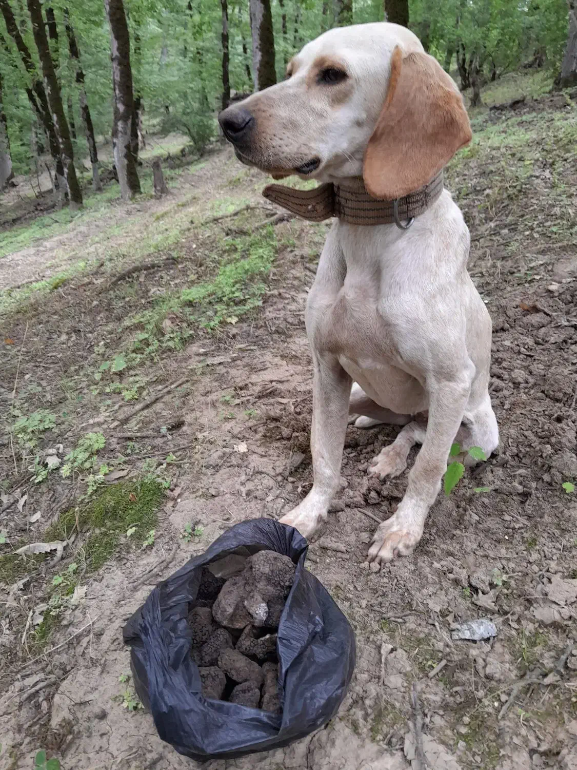 توله دنبلان|سگ|کلاله, |دیوار