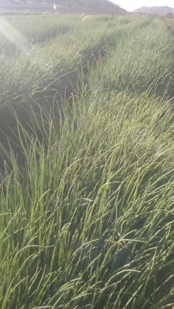 پیاز مینروا دستگیری|خدمات باغبانی و درختکاری|عنبرآباد, |دیوار