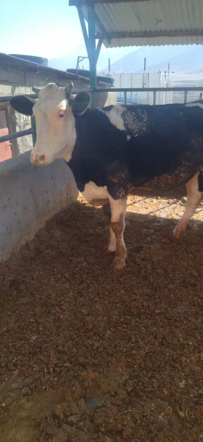 گوساله سیمینتال|حیوانات مزرعه|بیلوار, |دیوار