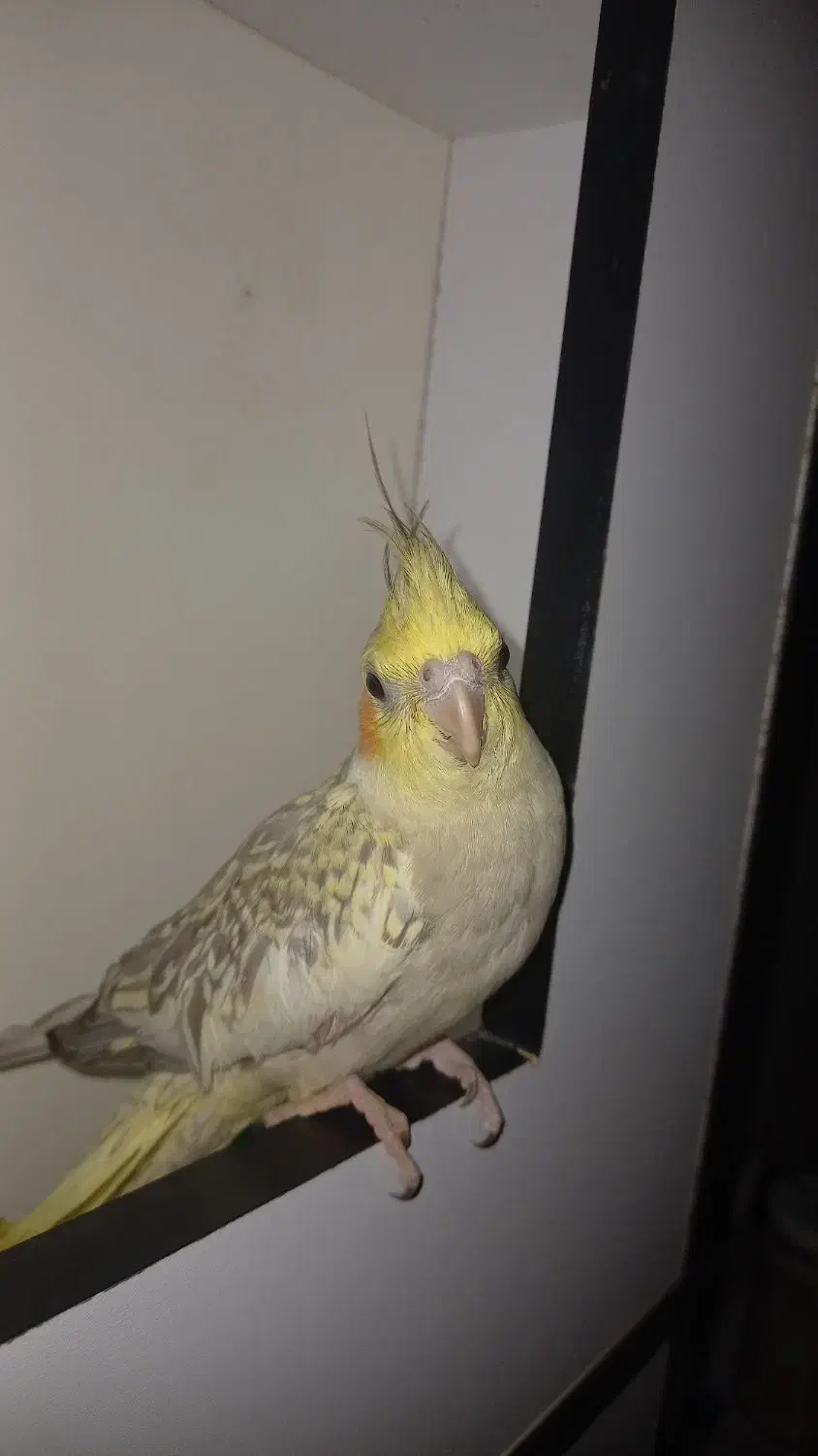 عروس هلندی|پرنده|دزفول, |دیوار